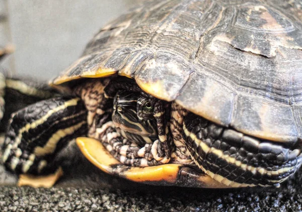 Red Eared Slider Close Visão Lateral Tartaruga Animal Estimação Slider — Fotografia de Stock