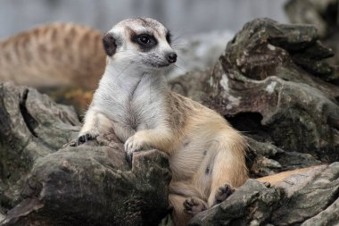 Close up cute relax meerkat (suricatta) that small animal lying or sit on log timber wood over blur nature background. clipart