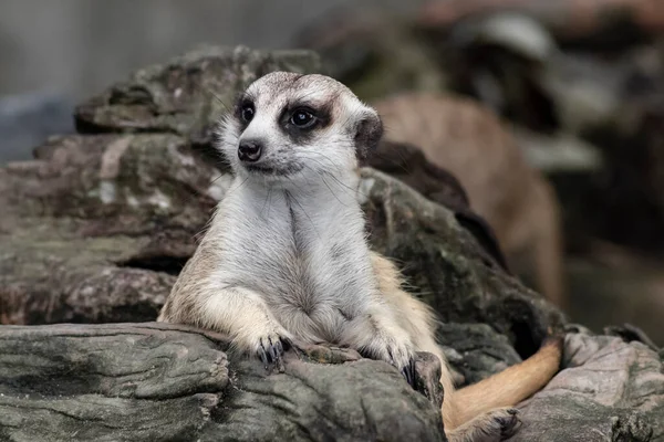 小さな動物が横たわっていることをかわいいリラックスMeerkat Suricatta を閉じたり ぼかし自然を背景にログウッドに座っています — ストック写真