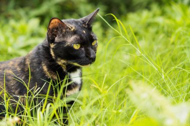Keskin sarı gözlü bir kaplumbağa kabuklu kedi yemyeşil bir alanda tetikte bekliyor. Koyu kürkü ve canlı otları arasındaki zıtlık doğal ve ilginç bir anı vurguluyor.