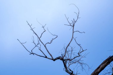 Yapraksız dallar solgun gökyüzünde uzanıyor, yalnızlık, kayıp ve duygusal durgunluk hissi uyandırıyor. Bu sembolik kompozisyon boşluk, akıl sağlığı veya sessiz iç gözlem temaları iletmek için mükemmeldir.