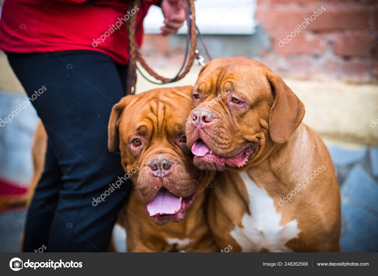 Dogue Bordeaux Show — Stock Photo © 89609065481 #248262566