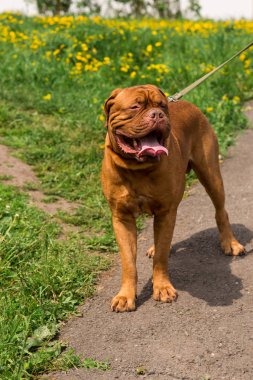 Dogue de Bordeaux Show'da