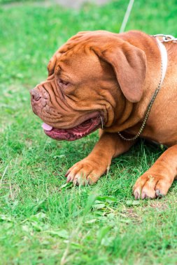 Dogue de Bordeaux Show'da