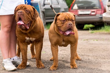 Dogue de Bordeaux Show'da