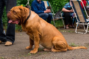 Dogue de Bordeaux Show'da