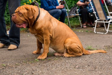 Dogue de Bordeaux Show'da