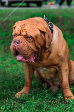 Dogue de Bordeaux Show'da