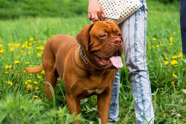 Dogue de Bordeaux Show'da