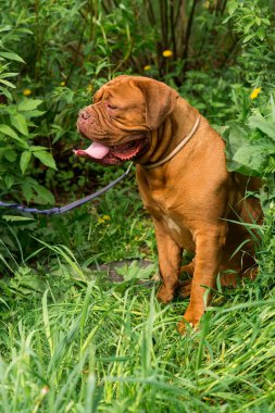 Dogue de Bordeaux Show'da