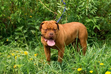 Dogue de Bordeaux Show'da