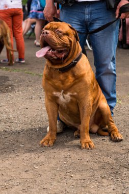 Dogue de Bordeaux Show'da