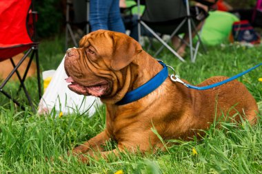 Dogue de Bordeaux Show'da