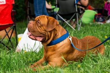 Dogue de Bordeaux Show'da