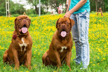 Dogue de Bordeaux Show'da