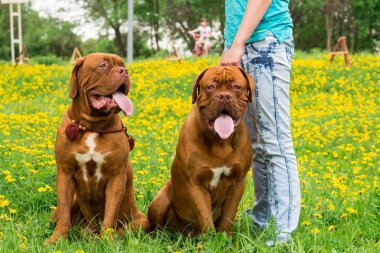 Dogue de Bordeaux Show'da