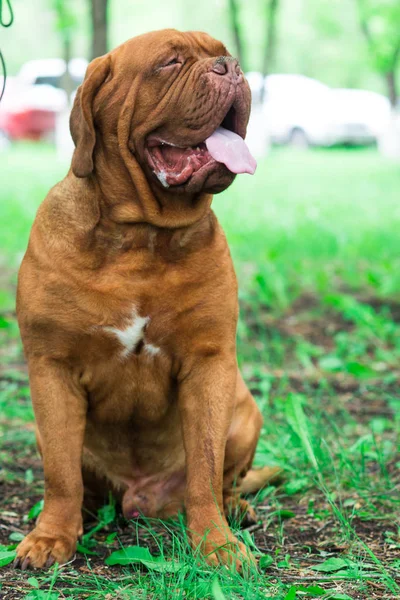 Dogue Bordeaux Show — Stock Photo, Image