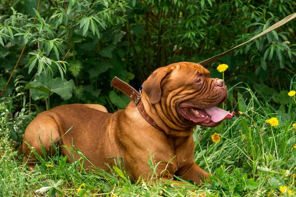 Dogue Bordeaux Mässan — Stockfoto