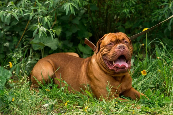 Dogue Bordeaux Show — Fotografia de Stock