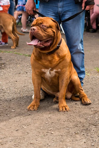 Dogue Bordeaux Espectáculo —  Fotos de Stock