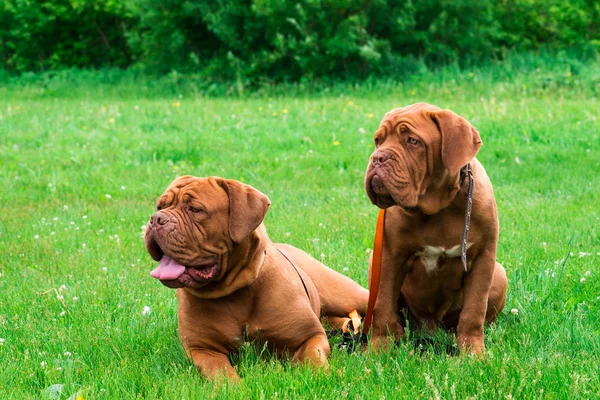 쇼에서 Dogue 보르도 — 스톡 사진