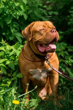 Dogo de Bordeaux yaz aylarında