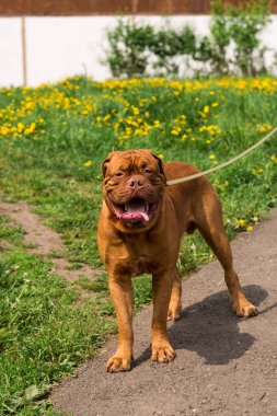 Dogo de Bordeaux yaz aylarında