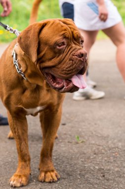 Dogo de Bordeaux yaz aylarında