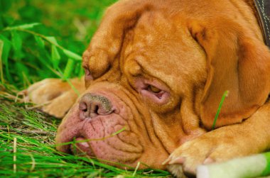Dogo de Bordeaux yaz aylarında
