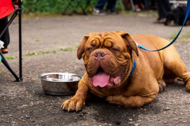 Dogo de Bordeaux yaz aylarında