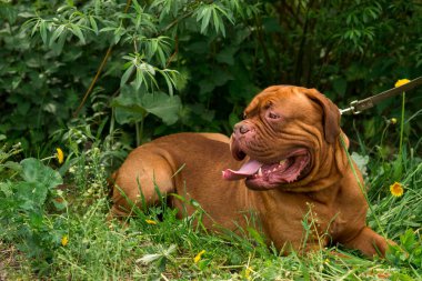 Dogo de Bordeaux yaz aylarında
