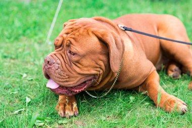 Dogo de Bordeaux yaz aylarında