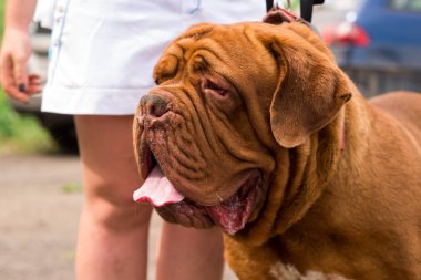 Dogo de Bordeaux yaz aylarında