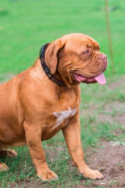 Dogo de Bordeaux yaz aylarında