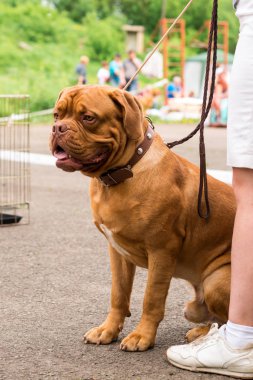 Dogo de Bordeaux yaz aylarında