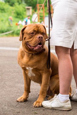 Dogo de Bordeaux yaz aylarında