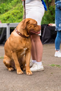 Dogo de Bordeaux yaz aylarında