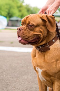 Dogo de Bordeaux yaz aylarında