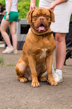 Dogo de Bordeaux yaz aylarında
