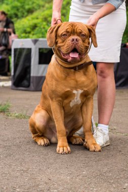 Dogo de Bordeaux yaz aylarında