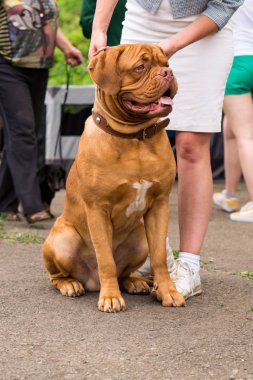 Dogo de Bordeaux yaz aylarında