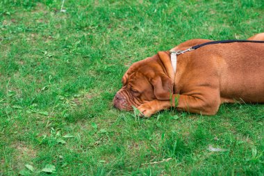 Dogo de Bordeaux yaz aylarında