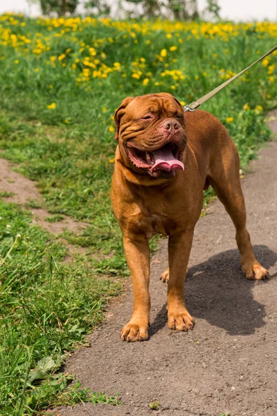 Dogo Bordeaux Summer — Stock Photo, Image