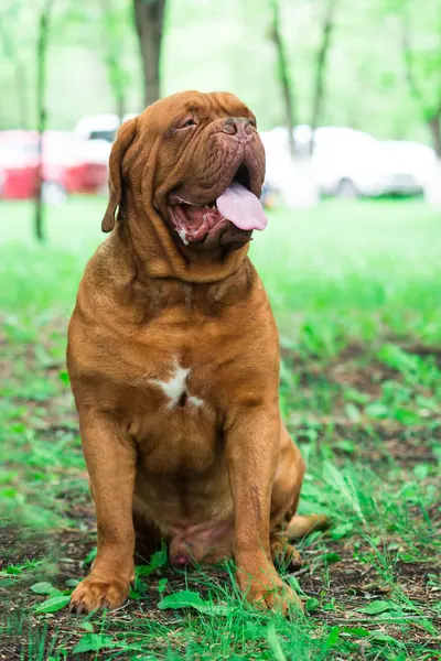 Dogo Bordeaux Summer — Stock Photo, Image