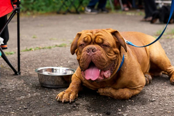 Dogo de Bordeaux yaz aylarında