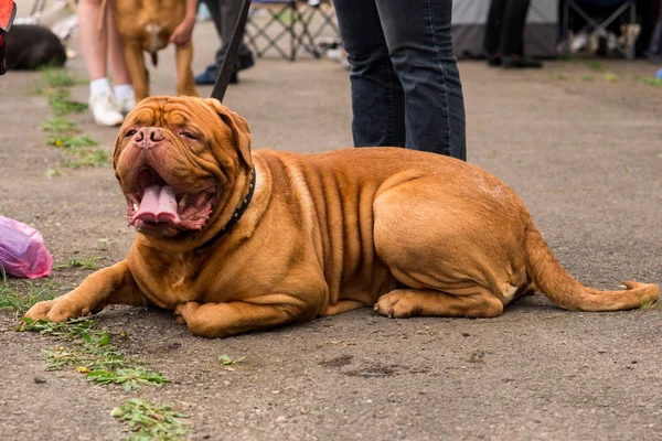 Dogo Bordeaux Verano —  Fotos de Stock