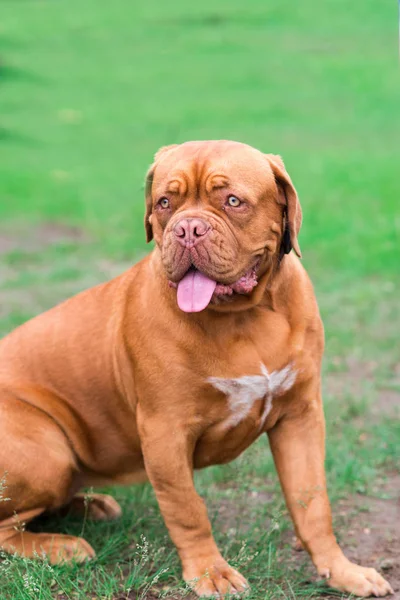 Dogo Bordeaux Summer — Stock Photo, Image