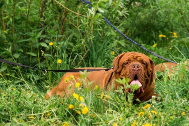 Dogo de Bordeaux yaz aylarında
