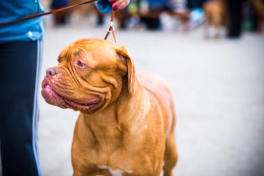 Dogo de Bordeaux yaz aylarında