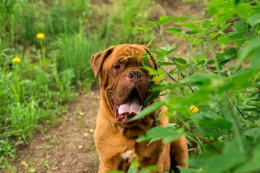 Dogo de Bordeaux yaz aylarında